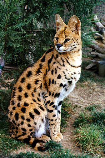 African Serval 1 - cat Breeds | კატის ჯიშები | katis jishebi