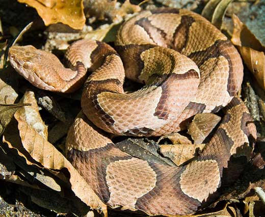 Agkistrodon contortrix contortrix  - Southern Copperhead - snake species | gveli | გველი