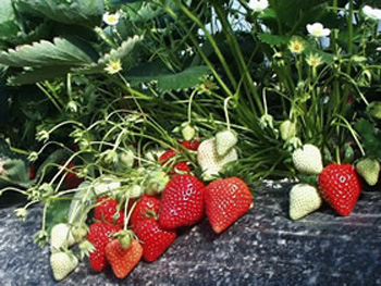 Matis - Strawberry Varieties