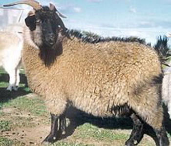 Zhongwei Goat - goats Breeds | txis jishebi | თხის ჯიშები