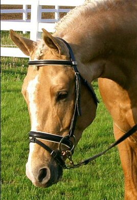 Einsiedler 2 - horse Breeds | ცხენის ჯიშები| cxenis jishebi