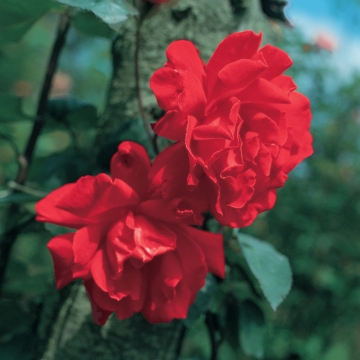 Don Juan - Rose Varieties | VARDI | ვარდი                                                                                                                