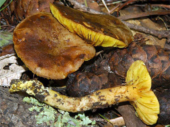 Phylloporus rhodoxanthus - Mushroom Species Images