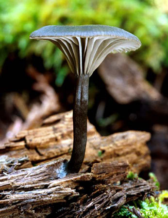 Omphalina epichysium: Arrhenia epichysium - Fungi species | sokos jishebi | სოკოს ჯიშები