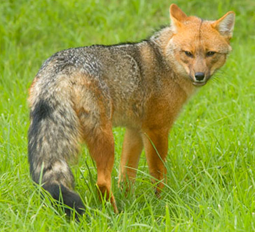 Culpeo Fox - fox species | melias jishebi | მელიას ჯიშები