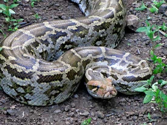 Python molurus molurus - Indian Rock Python - snake species | gveli | გველი