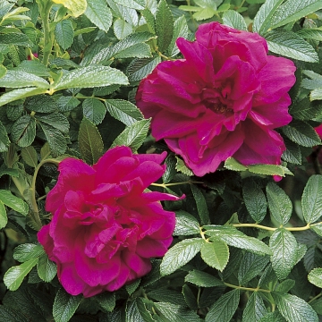 Roseraie de l'Hay - Rose Varieties | VARDI | ვარდი                                                                                                                