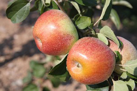 Macoun - Apple Varieties
