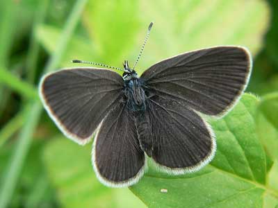 Small Blue - Butterfly species | PEPLIS JISHEBI | პეპლის ჯიშები