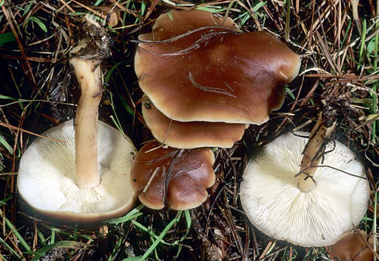 Collybia badiialba: Rhodocollybia badiialba - Fungi species | sokos jishebi | სოკოს ჯიშები