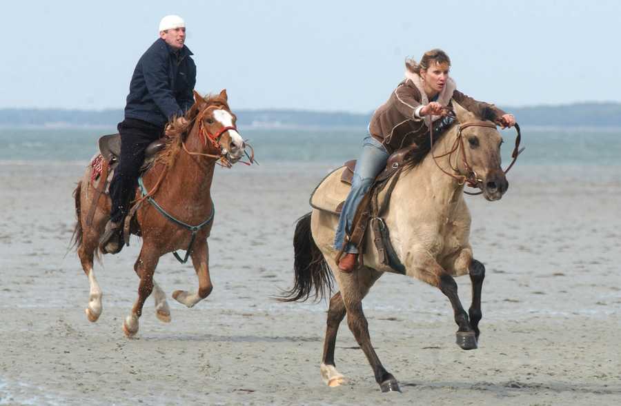 Carolina Marsh Tacky - horse Breeds | ცხენის ჯიშები| cxenis jishebi