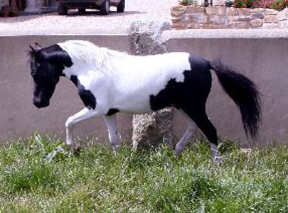 American Miniature Horse - cat Breeds | კატის ჯიშები | katis jishebi