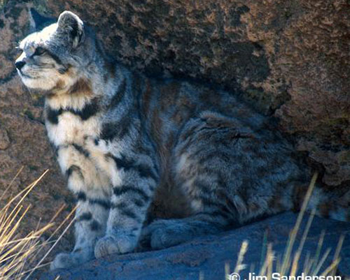 Andean Cat - wild cats - lynx | ფოცხვერი | focxveri