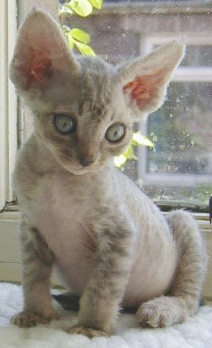 Devon Rex 1 - cat Breeds | კატის ჯიშები | katis jishebi