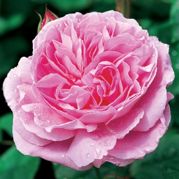 Mary Rose - Rose Varieties | VARDI | ვარდი                                                                                                                
