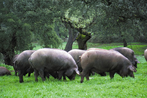 Iberian - pig breeds | goris jishebi | ღორის ჯიშები