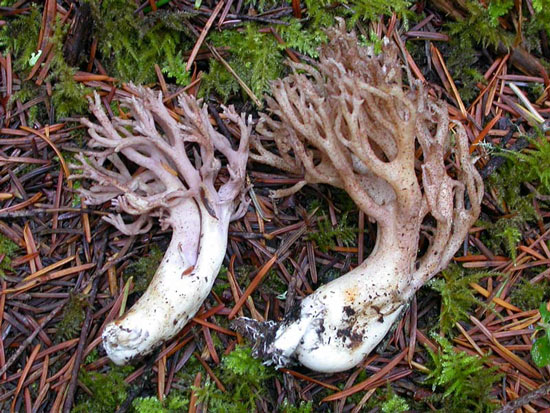 Ramaria violaceibrunnea - Mushroom Species Images