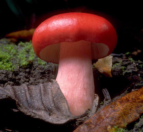 Russula sanguinea - Fungi species | sokos jishebi | სოკოს ჯიშები