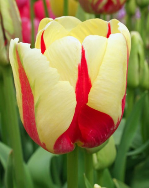 World Expression -                                                         Species Tulip| TITA | ტიტა                                                        
