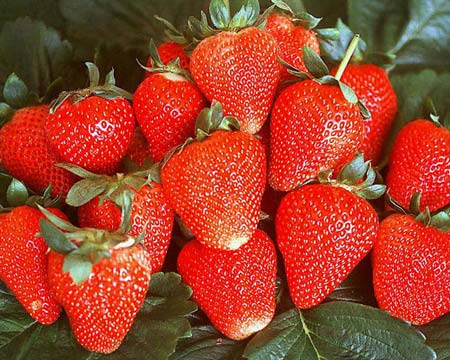 Tallara - Strawberry Varieties