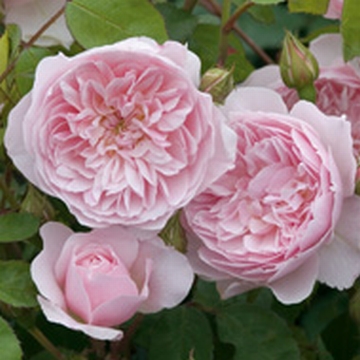 Wisley 2008 - Rose Varieties | VARDI | ვარდი                                                                                                                