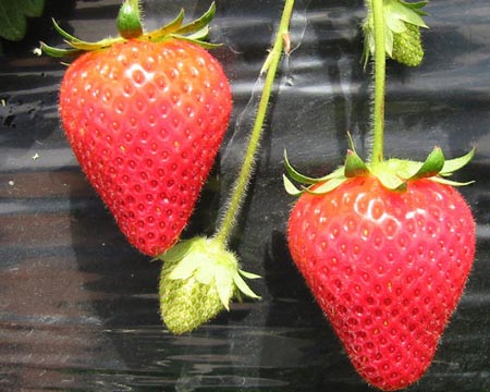 Kalinda - Strawberry Varieties