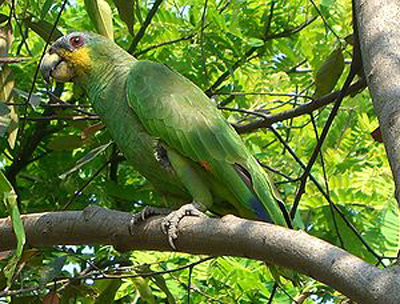 Orange-winged Parrot - Bird Species | Frinvelis jishebi | ფრინველის ჯიშები