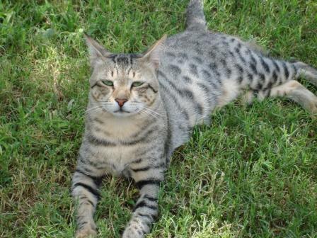 Arabian mau - cat Breeds | კატის ჯიშები | katis jishebi