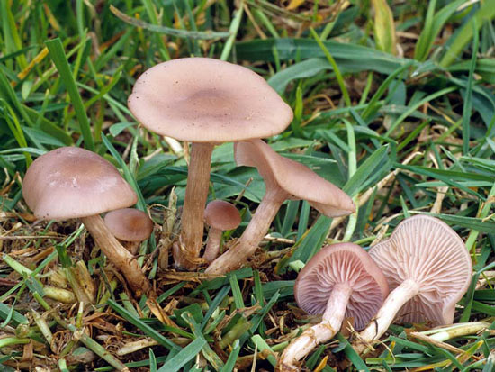 Clitocybe tarda - Mushroom Species Images
