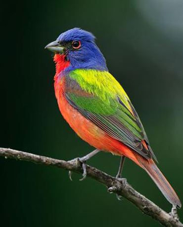 Painted Bunting - Bird Species | Frinvelis jishebi | ფრინველის ჯიშები