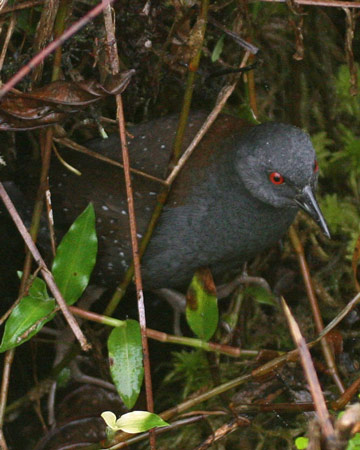 Black Rail - Bird Species | Frinvelis jishebi | ფრინველის ჯიშები