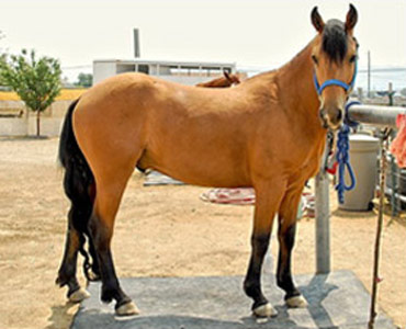 ცხენი Abstang - ის სურათი