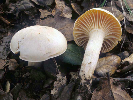 Camarophyllus russocoriaceus - Fungi species | sokos jishebi | სოკოს ჯიშები