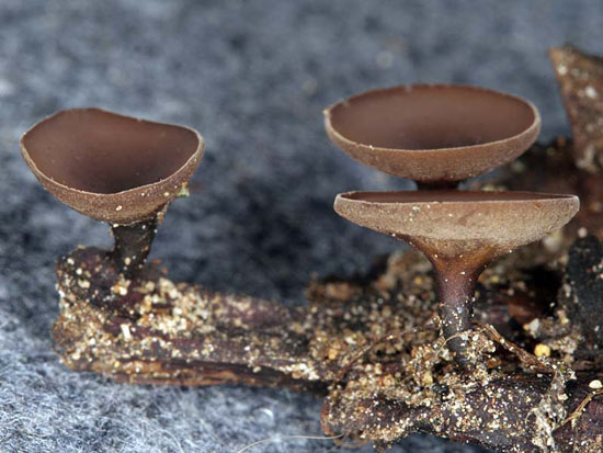 Ciboria rufofusca - Mushroom Species Images
