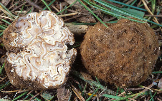 Geopora cooperi - Mushroom Species Images