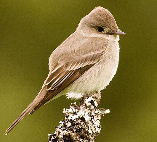Western Wood-Pewee - Bird Species | Frinvelis jishebi | ფრინველის ჯიშები