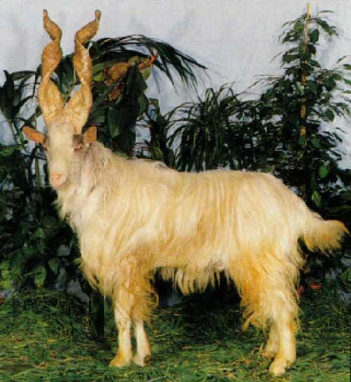 Girgentana Goat - goats Breeds | txis jishebi | თხის ჯიშები