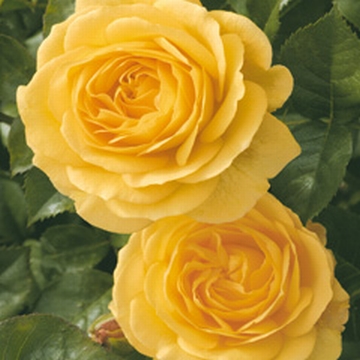 Julia Child - Rose Varieties | VARDI | ვარდი                                                                                                                