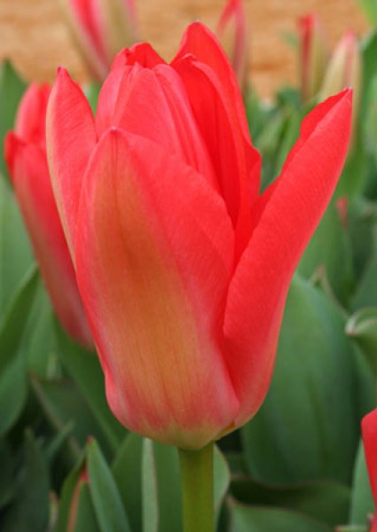 Solva -                                                         Species Tulip| TITA | ტიტა                                                        