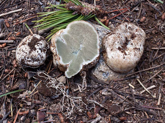 Trappea darkeri - Fungi species | sokos jishebi | სოკოს ჯიშები