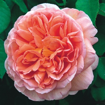 Abraham Darby - Rose Varieties | VARDI | ვარდი                                                                                                                