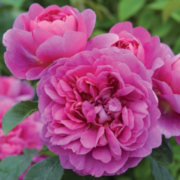 Princess Anne - Rose Varieties | VARDI | ვარდი                                                                                                                