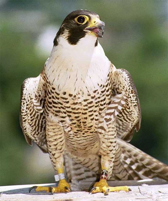 Peregrine Falcon - Bird Species | Frinvelis jishebi | ფრინველის ჯიშები