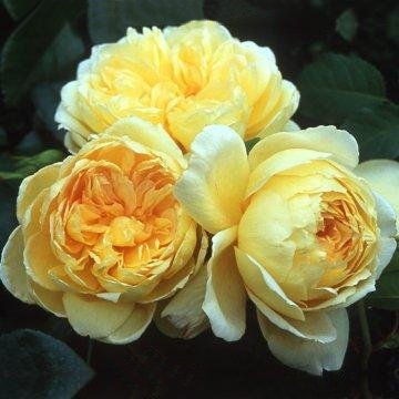 St. Alban - Rose Varieties | VARDI | ვარდი                                                                                                                