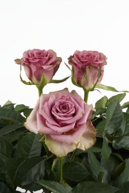 Dark Hypnose - Rose Varieties | VARDI | ვარდი                                                                                                                