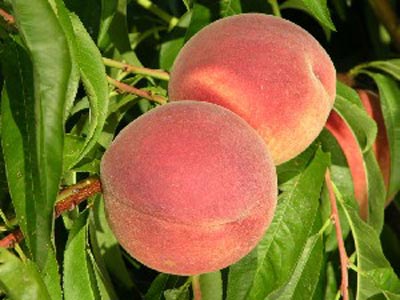 Sugar Giant - Peach Varieties