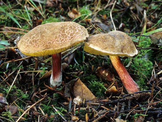 Boletus chrysenteron - Fungi species | sokos jishebi | სოკოს ჯიშები