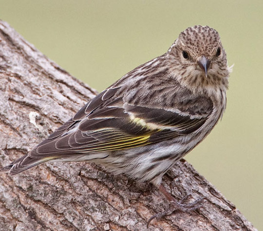 Pine Siskin - Bird Species | Frinvelis jishebi | ფრინველის ჯიშები