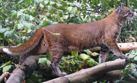 asian gold cat