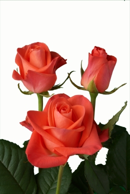 Wow - Rose Varieties | VARDI | ვარდი                                                                                                                